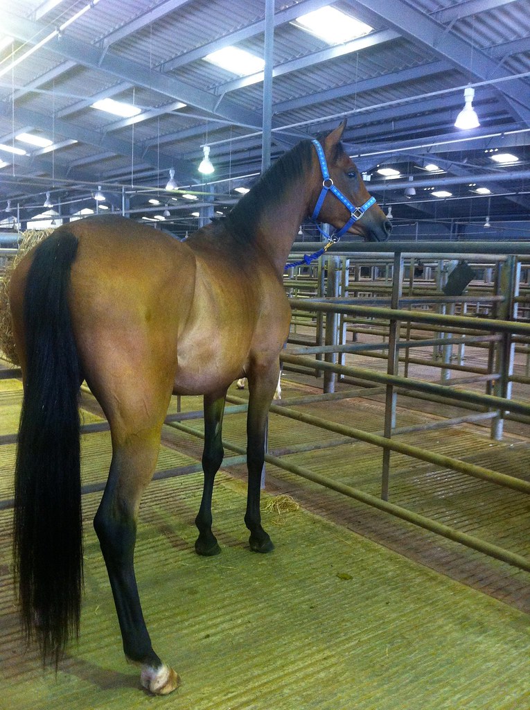 Horse Auction Flickr