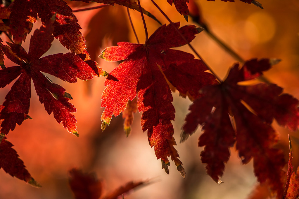 { Warm Smell of Colitas } // flickr friday hotel californi… Flickr