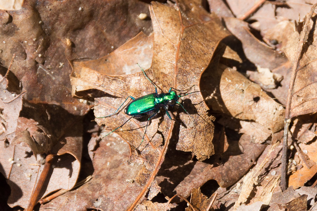 Shiny green bug MarksPhotoTravels Flickr