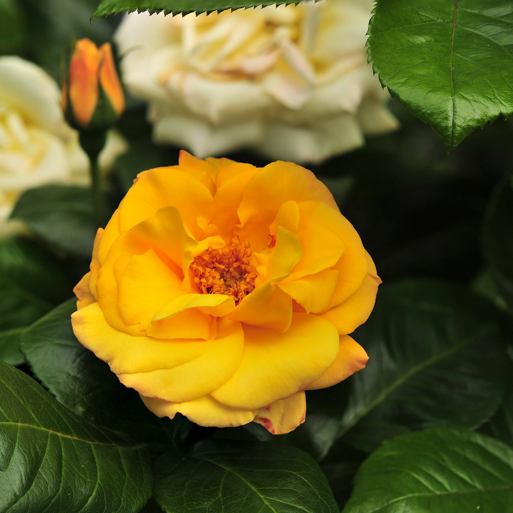 Focus Stacked Yellow Rose This rose really does 'smell of … Flickr
