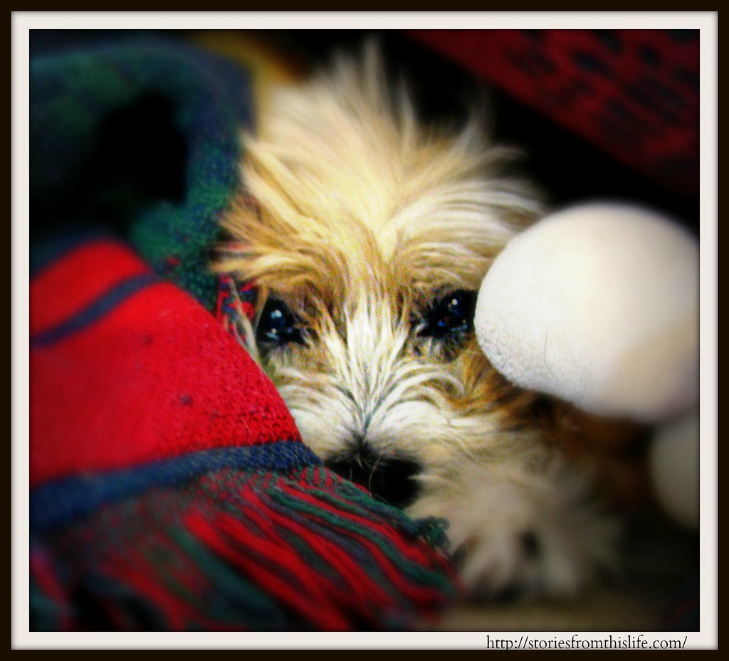 Dog Snuggled in Blanket Anakin snuggled in a blanket. Flickr
