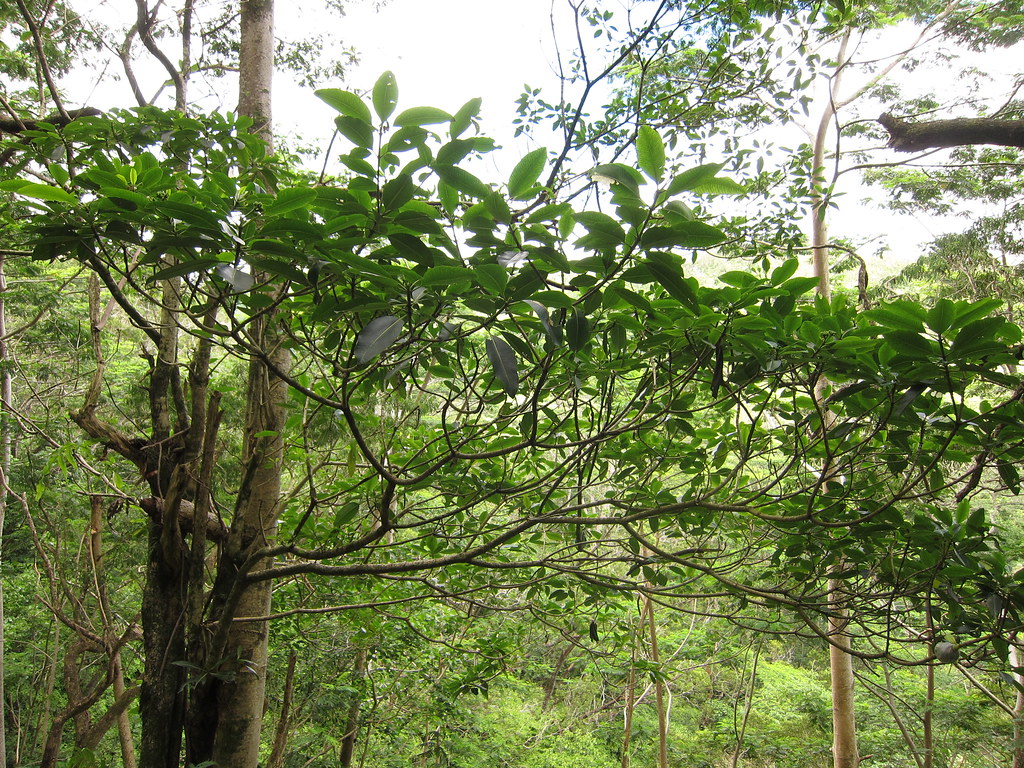 Rauvolfia degeneri Waikakalaua 4342 Rauvolfia degeneri, ha… Flickr