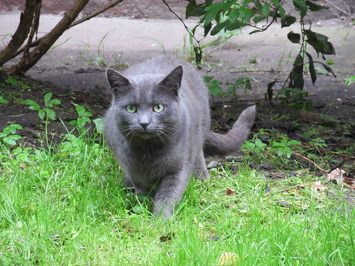 Canon PowerShot SX270 HS test shot Canon PowerShot SX270 H… Flickr