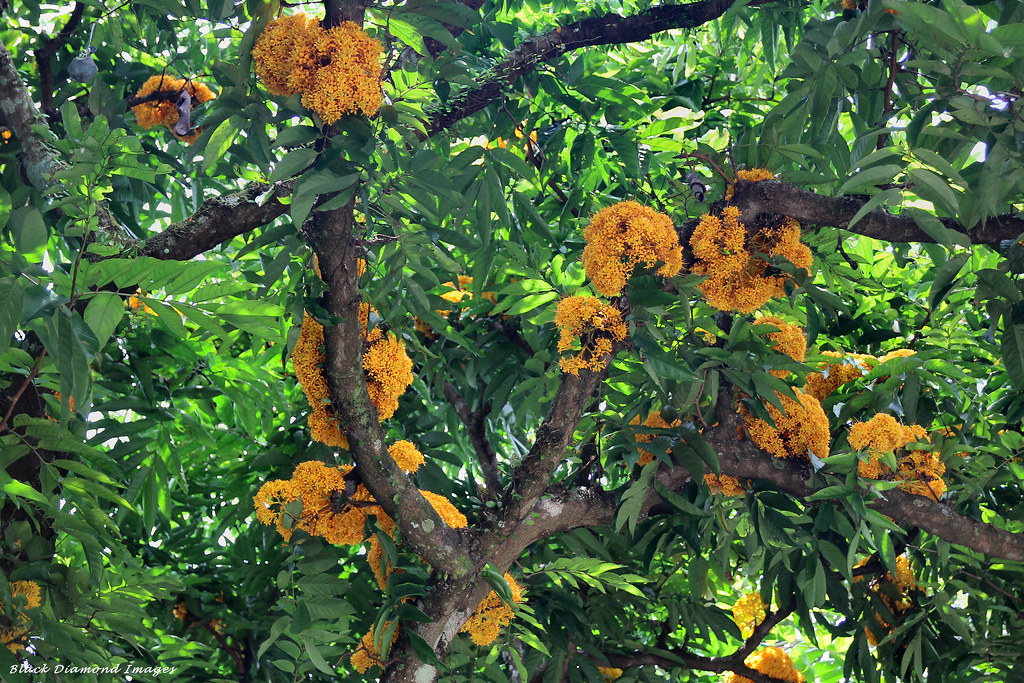 Saraca cauliflora (Saraca thaipingensis) Yellow Saraca