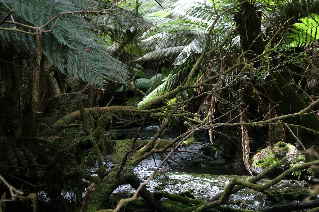 Junee River, Maydena, Tasmania caspar s Flickr