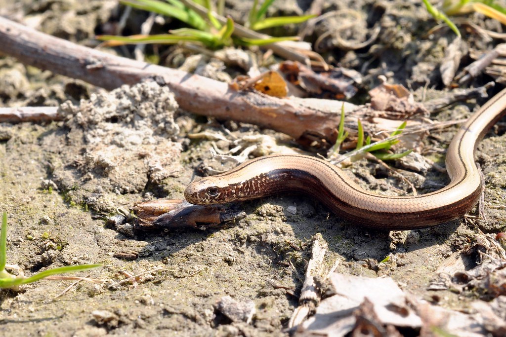 juvenile slow worm Anguis fragilis Markus Oulehla Flickr