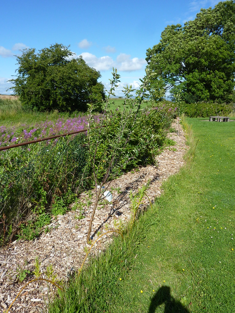 fruit hedge at at Kilbarchan Primary School garden Flickr