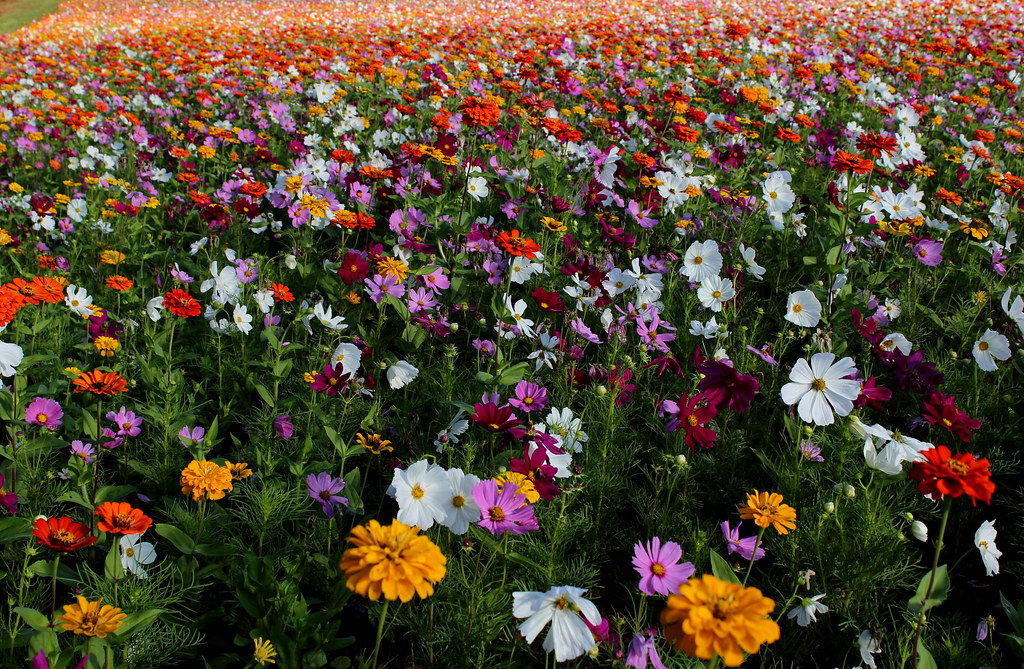 Flowers in her hair...Flowers everywhere Samuel McCloud Flickr