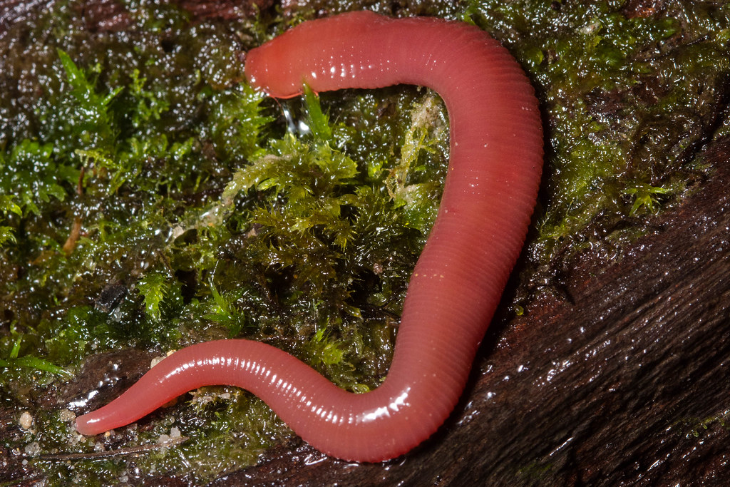 Giant Leech Kinabalu giant red leech (Mimobdella buettikof… Flickr