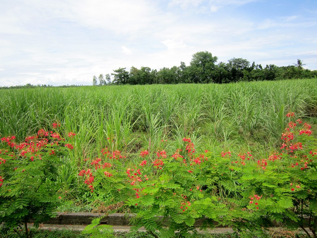 FLOWERS AT SUGARLAND Sugar plantation PINOY PHOTOGRAPHER Flickr
