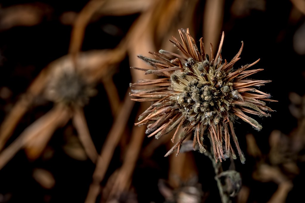 Last year's flower. Last year's flower, this year's ertern… Thomas Asterfors Flickr