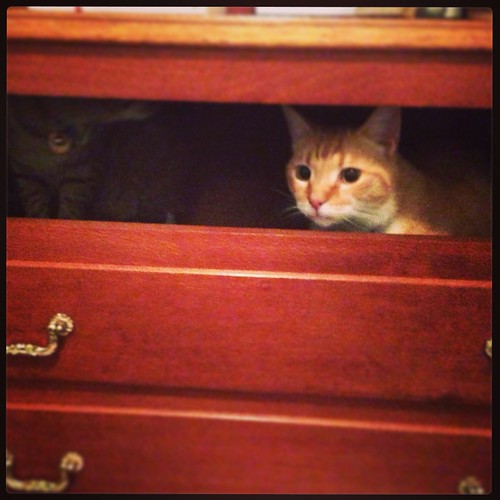 My cats helping with rearranging furniture ) becstar Flickr