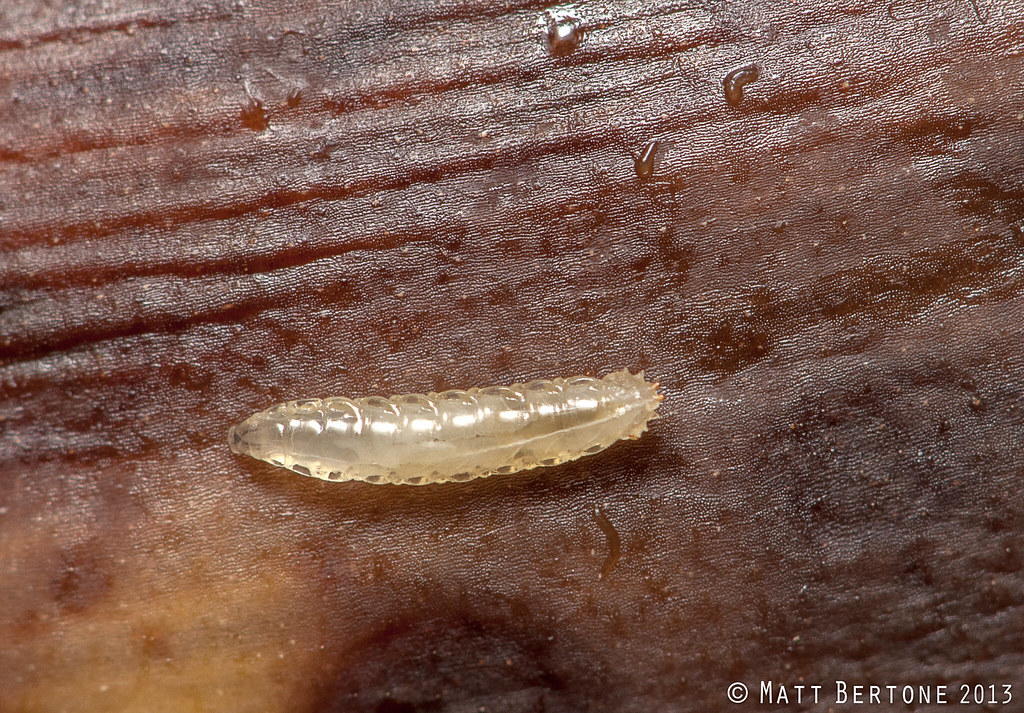 vinegar fly maggot (Drosophilidae) On a rotten banana, of … Flickr