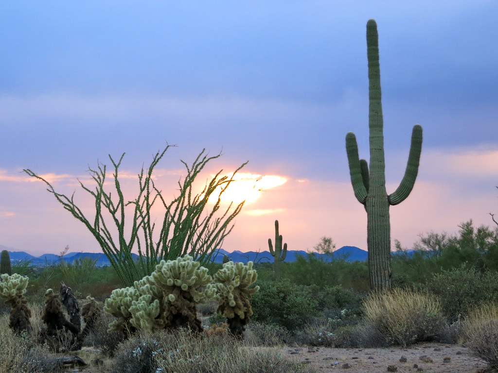 Arizona Living Flickr
