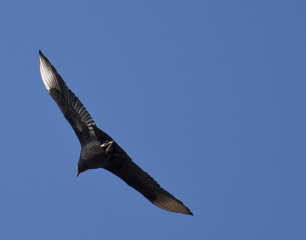 black vulture A group of vultures has many collective noun… Flickr