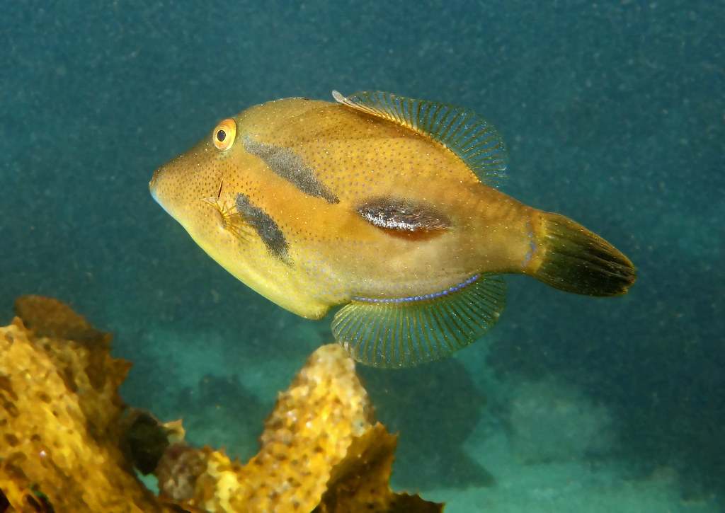 Toothbrush leatherjacket bristles Acanthaluteres vittige… Flickr