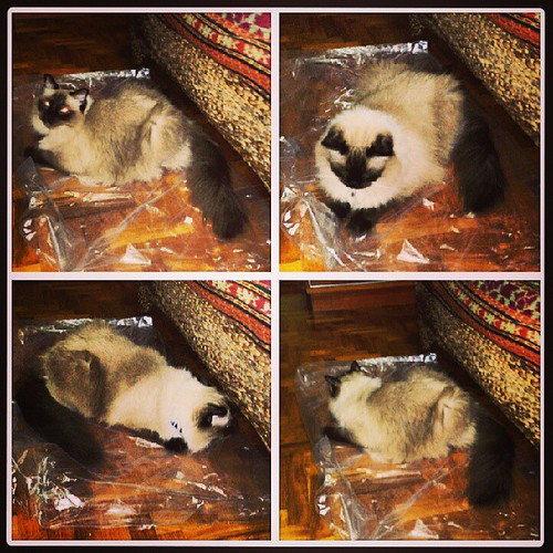 Plastic bags are like bubble wrap... Plastic bags are like… Flickr