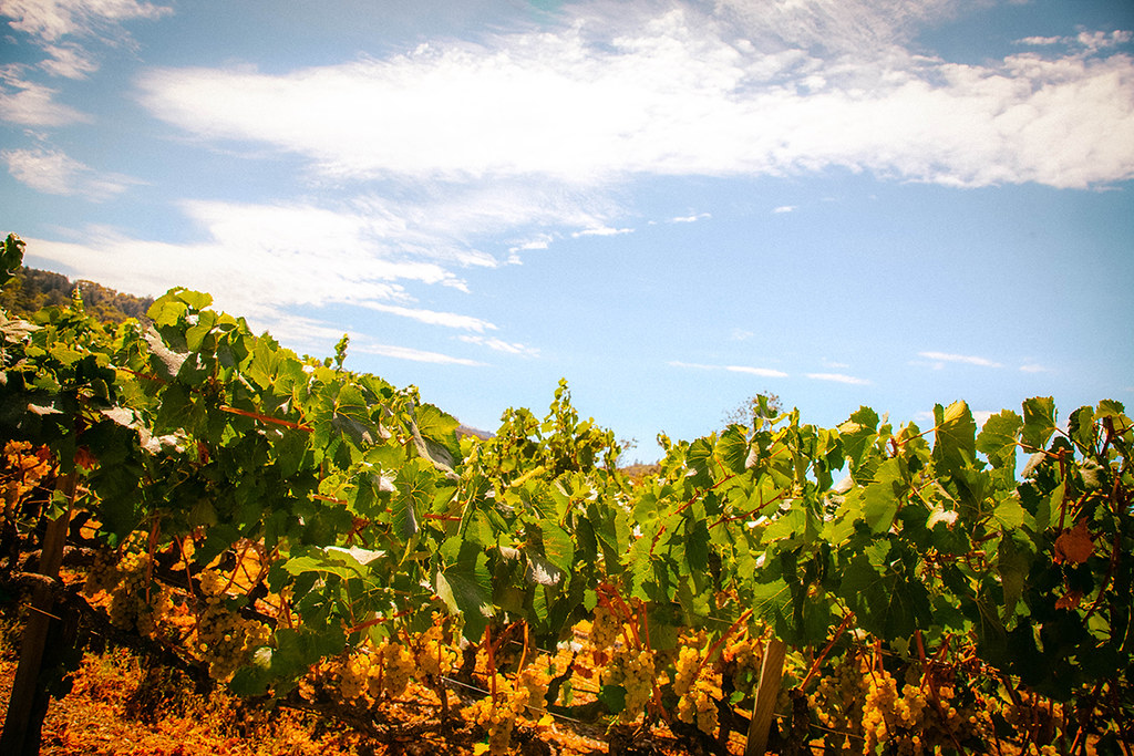 Kunde Vineyards (283/365) Sonny Abesamis Flickr