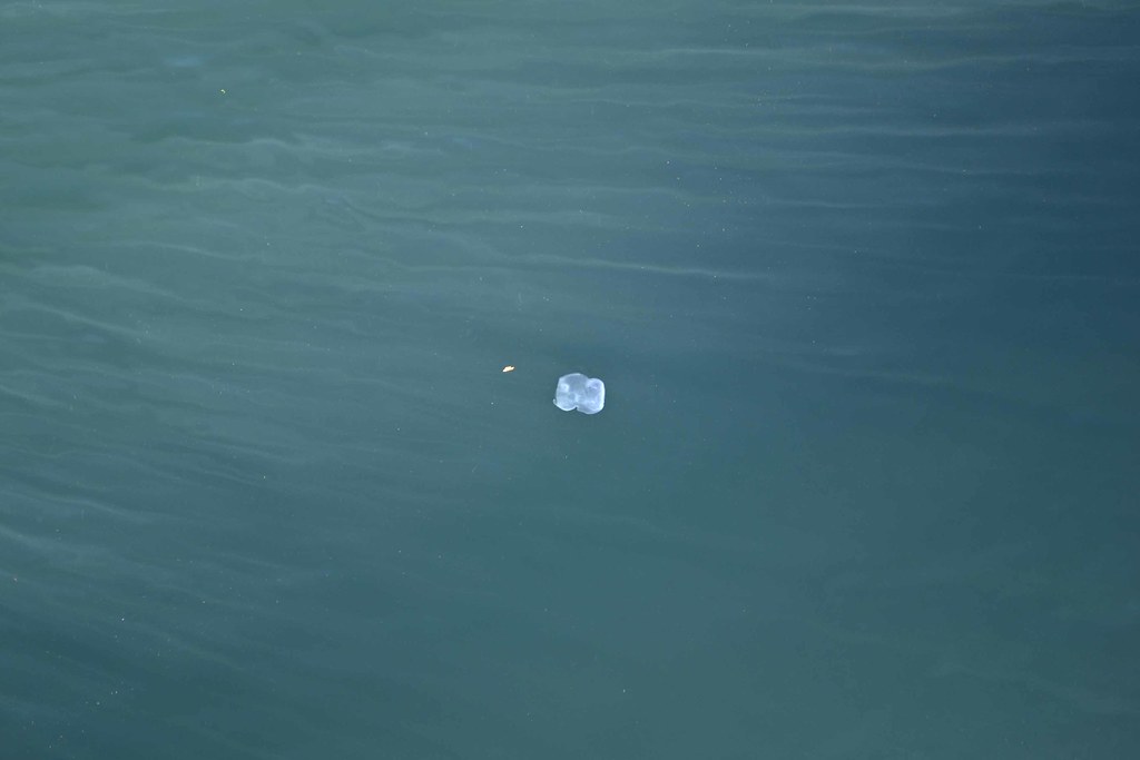 Littlest Jellyfish Horseshoe Bay, W. Vancouver, BC, Canada