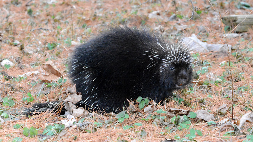 Porcupine! Photo by Chris Earley The Arboretum University of Guelph
