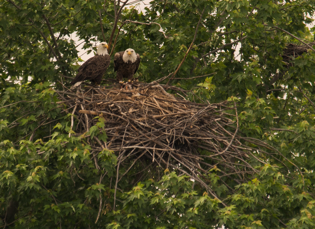 Aerie Nesting Bald Eagles in the Michigan wild. I've waite… Flickr