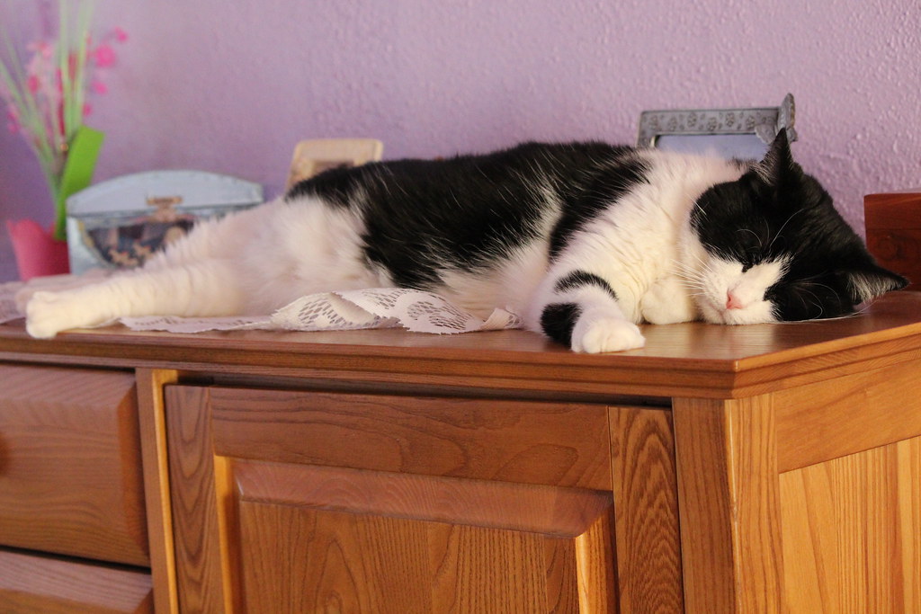 My cat's sleeping on top of my dresser. Cats, a poem by El… Flickr