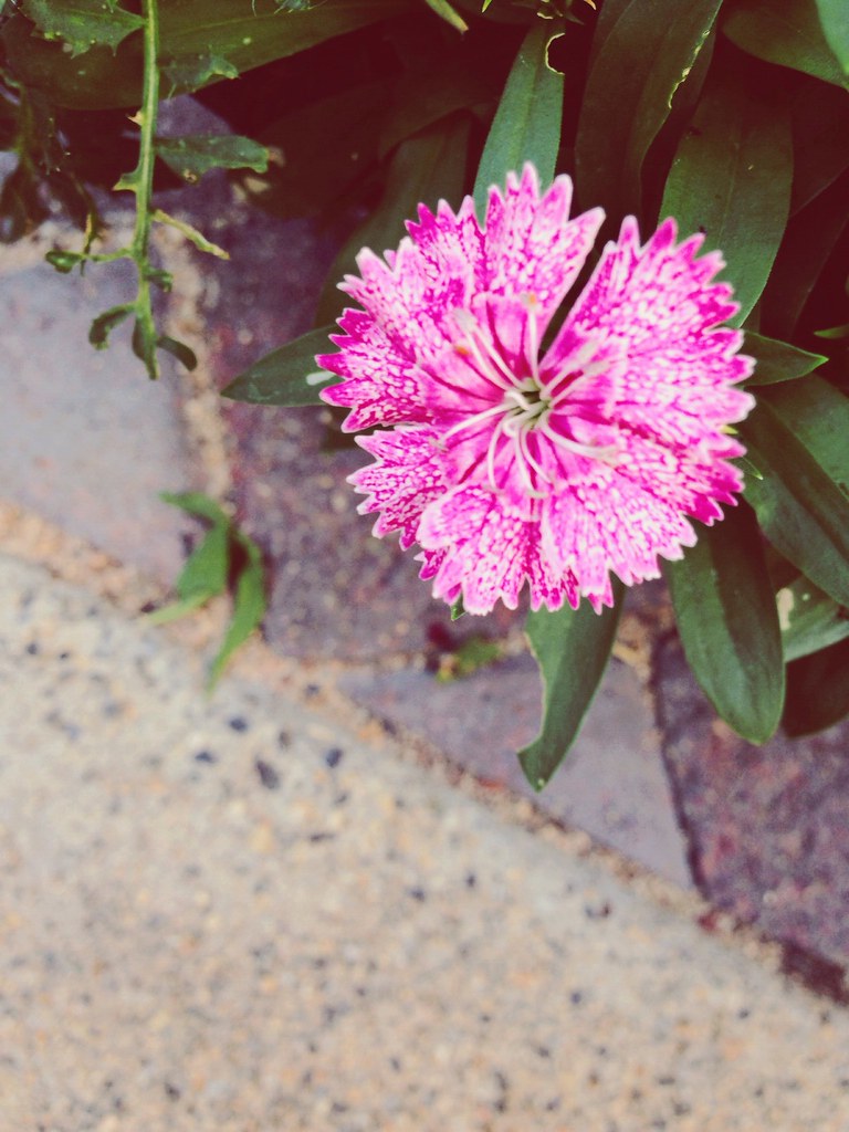 Solana Beach, California Processed with VSCOcam with c2 pr… Flickr