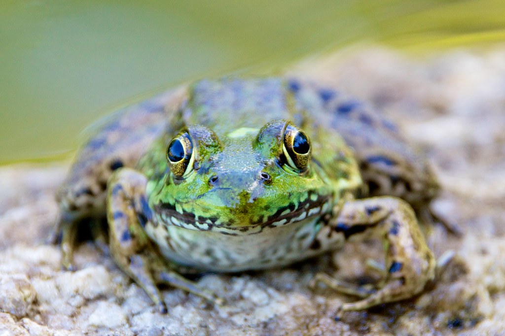 Frog, posing Coastal Maine Botanical Gardens ben.timney Flickr