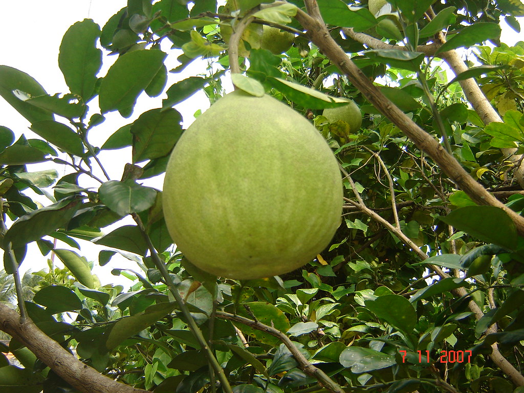 Fresh Honey Pomelo Specification Feature tasty, sweet,… Flickr