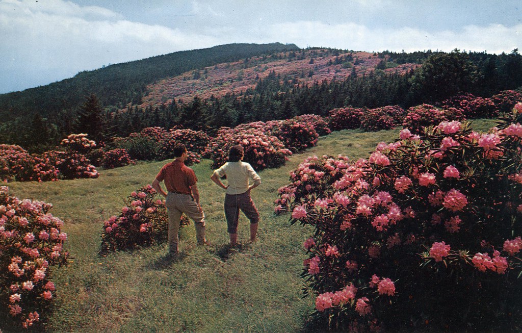 Largest Rhododendron Garden in the World Roan Mountain NC Flickr