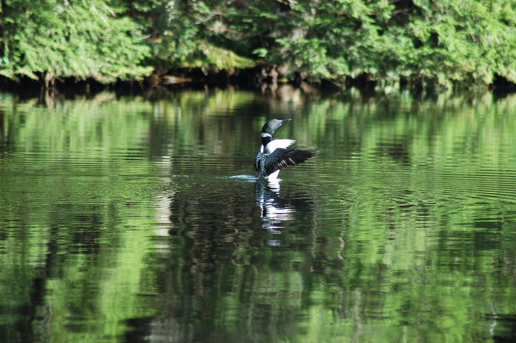 Loon Branch Pond, Maine Dano_1352 Flickr