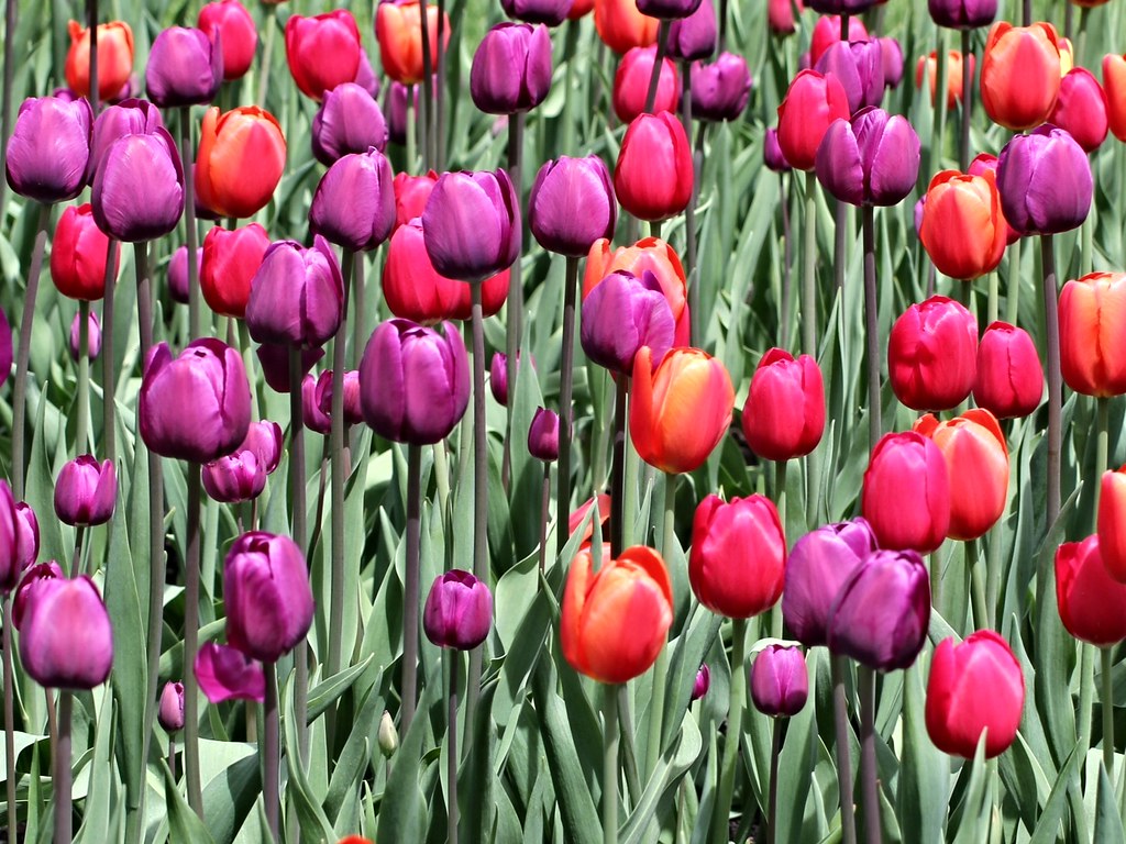 Tulips Purple and Red Tulip in Quebec Happy_Hiking2 Flickr