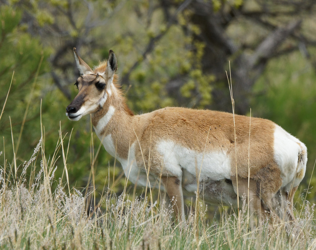 Antelope / Pronghorn Custer State Park, South Dakota zambon2007