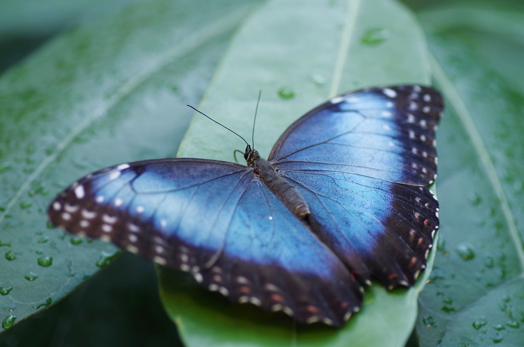 amazing blue Schmetterlinghaus Wien/butterfly house Vienna… Flickr