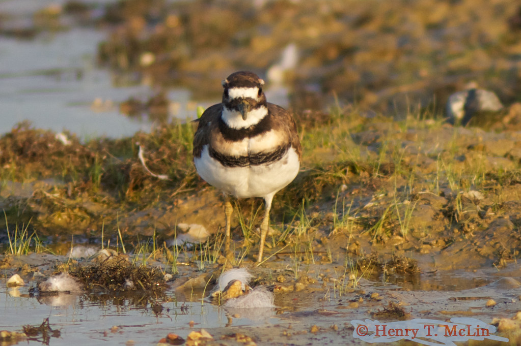 Killdeer Killdeer, Long Arm Dam, Hanover, Pennsylvania Henry T