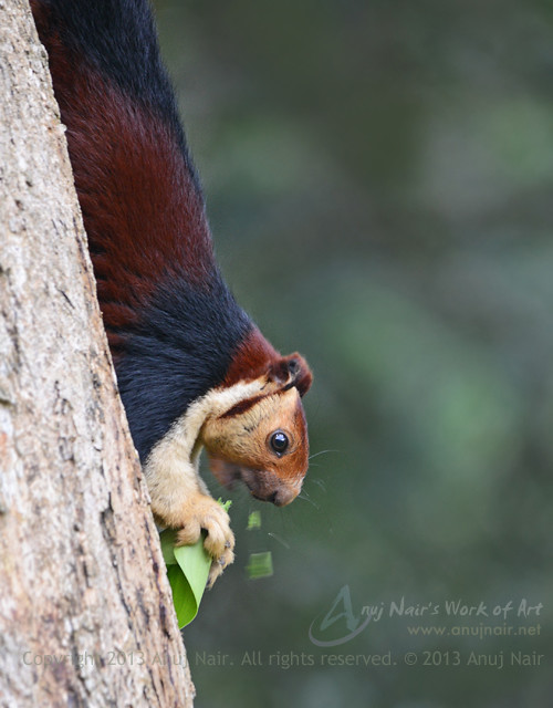 Malabar Giant squirrel ( Ratufa indica maxima) Malayalam … Flickr