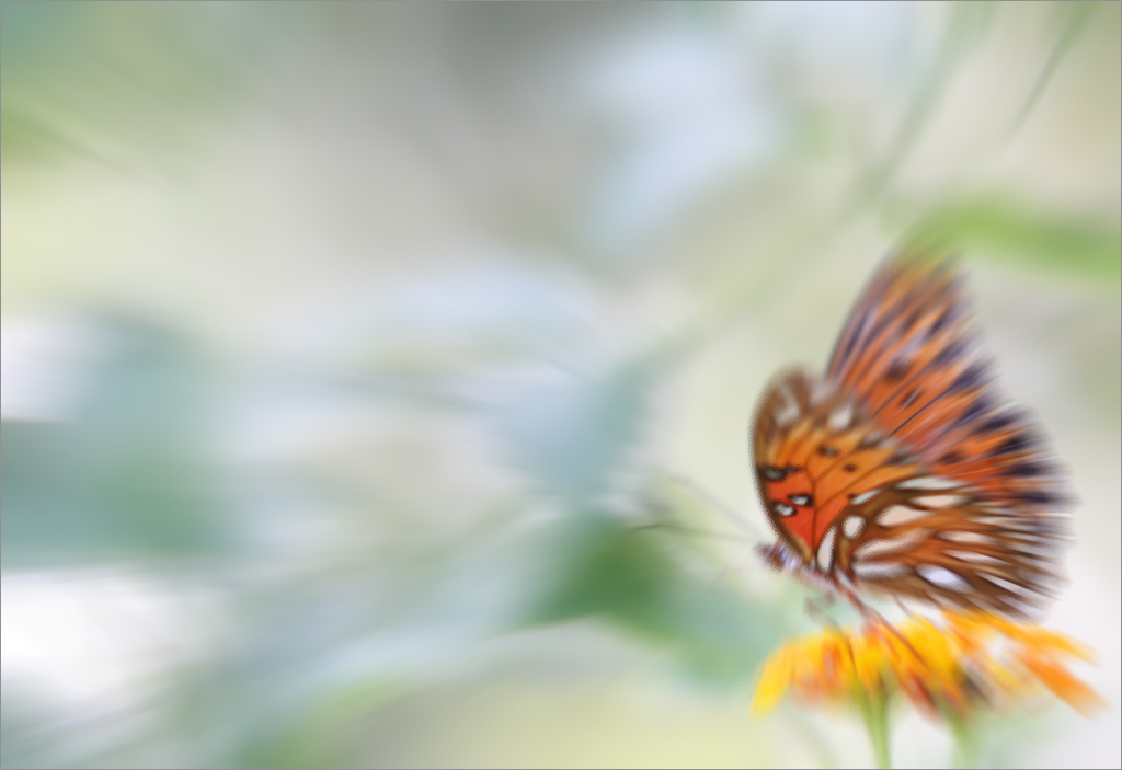 Butterfly Butterfly YouTube Lotus Flower Video Music b… Flickr