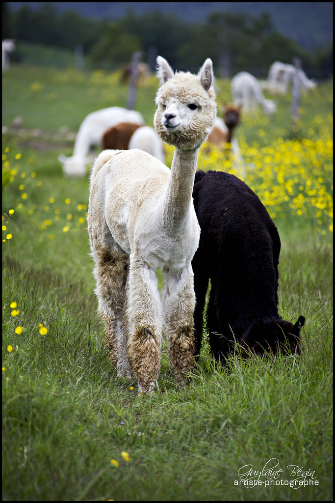 Sweetie Alpaca Ferme Alpagas Charlevoix Les Éboulements (C… Flickr