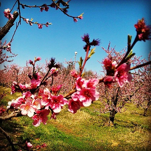 I've been watching the peach orchards around town come to … Flickr