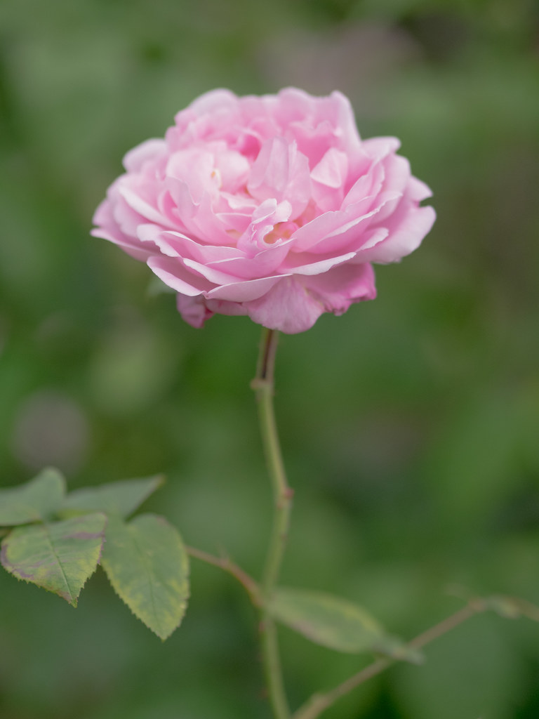 Flowers Flowers at Hampton Court PERMISSION TO USE Please… Flickr