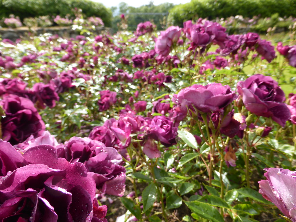 Piper Alpha Memorial Rose Garden, Hazlehead Park. Aberdeen… Flickr