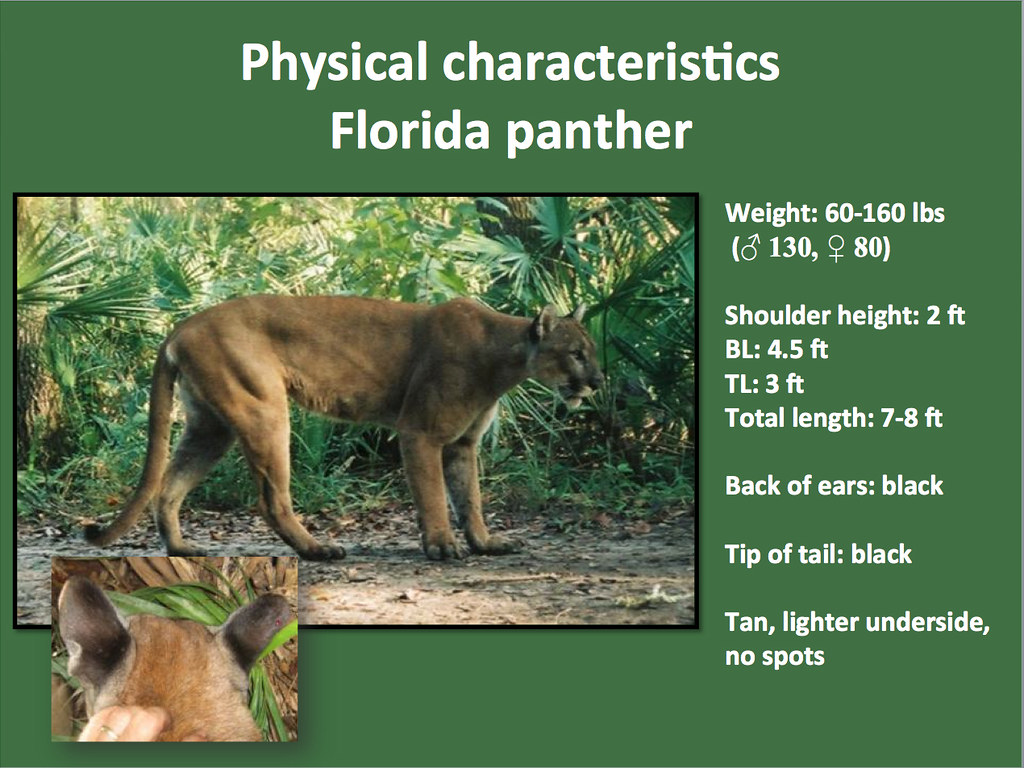 Panther Characteristics Panther sightings reported through… Flickr
