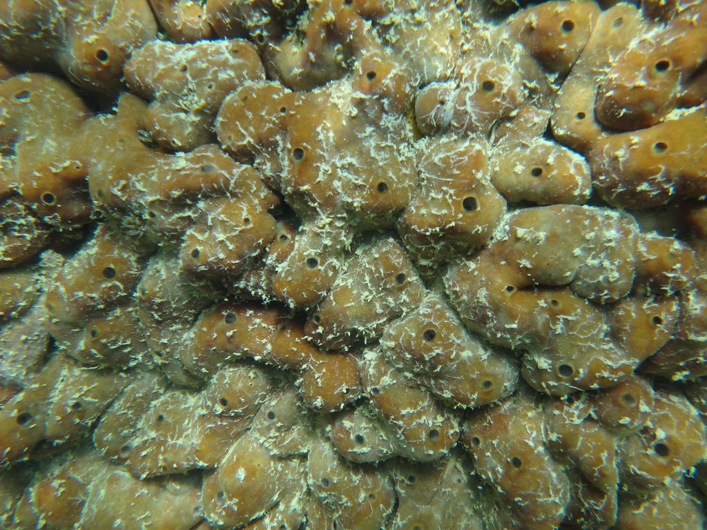 Brown Encrusting Sponge Ft. Dade Rocks Reef Egmont Key, Fl… Flickr