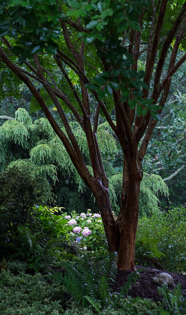 Montclair Flowers 13072498 hobartj1 Flickr