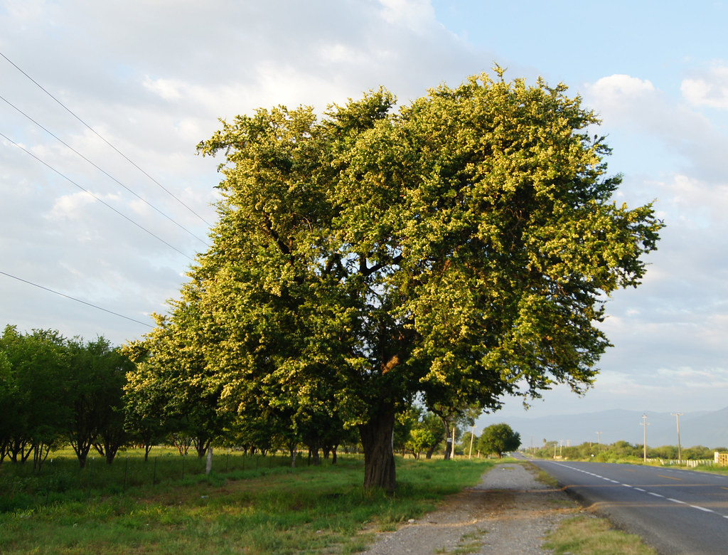 Ebenopsis ebano Ébano Imponente figura de uno de los á… Flickr
