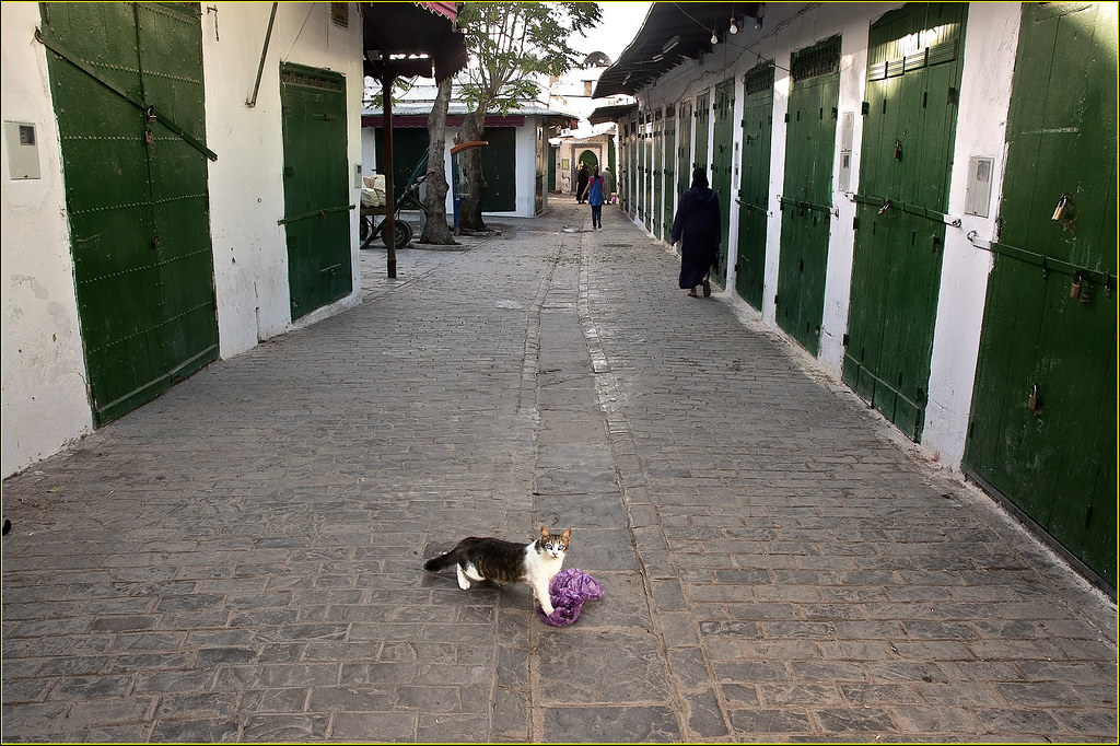 The Elizabeth Tailor Cat. El gato Elizabeth Tailor Flickr