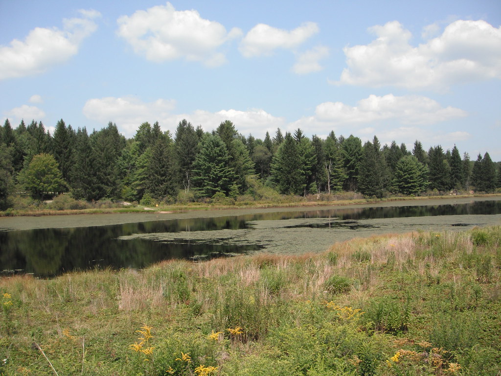 8202013_39_Beaver_Meadows_Hike A veiw of evergreen trees… Flickr