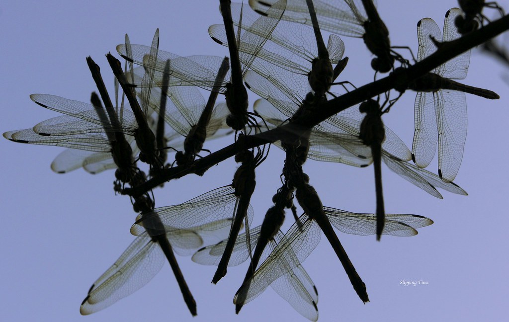 arun patel SONY DSC nau students' photo critic forum Flickr