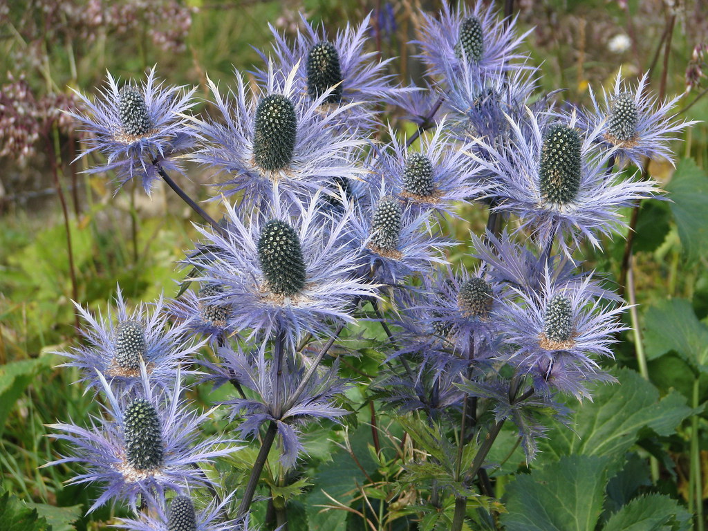 Eryngium alpinum A plant i'm sure we'd all like to grow … Flickr
