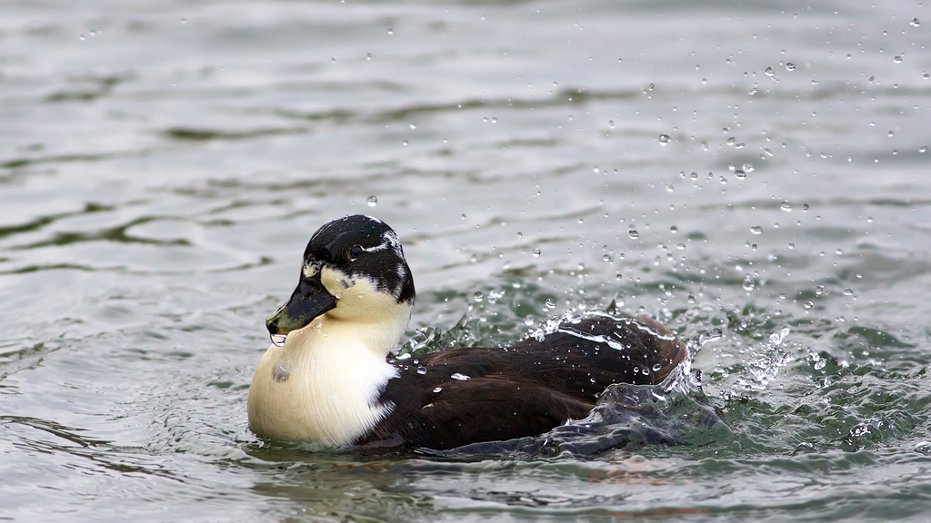 howard the noisy duck a extremely loud duck from today ,i … Flickr
